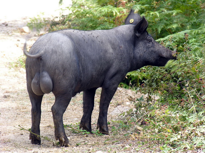 suino sconosciuto